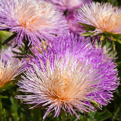 lush fresh purple flowers asters
