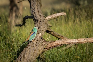 European Roller (Coracias garrulus) sitting on a branch