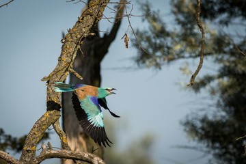 Flying European Roller (Coracias garrulus)