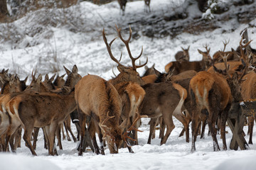 Deers in winter..Hirsche im Winter.