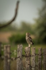 Little Owl (Athene noctua) sitting on a fence
