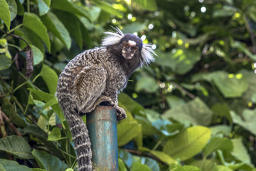 Small monkey popularly known as White-Tailed Sagittarius, Callithrix jacchus, in an area of Atlantic Forest in the neighborhood of Intrerlagos,  south of Sao Paulo
