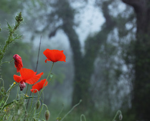 Obraz premium dzikie maki w mglistym lesie - dzień pamięci, dzień Anzac