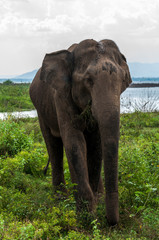 Elephant in National Park, Sri Lanka