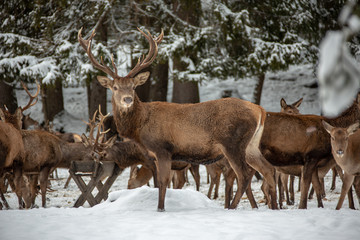 Naklejka na ściany i meble Deers in winter..Hirsche im Winter.