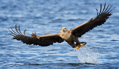 White tailed eagle (Haliaeetus albicilla) with catch, Flatanger, Norway