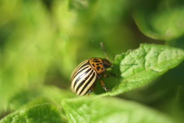 colorado potato beetle 