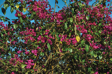 Close-up of pink flowers on top of bushes, near Monte Alegre do Sul. In the countryside of São Paulo State, a region rich in agricultural and livestock products, southwestern Brazil