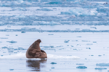 Obraz premium norway landscape nature walrus on an ice floe of Spitsbergen Longyearbyen Svalbard arctic winter polar sunshine day sky
