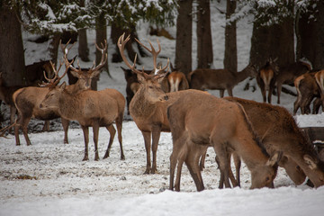 Deers in winter..Hirsche im Winter.