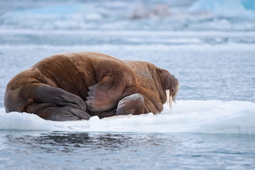  norway landscape nature walrus on an ice floe  of Spitsbergen Longyearbyen  Svalbard   arctic...