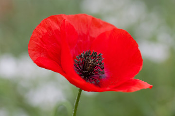 wild poppies - remembrance day, Anzac day