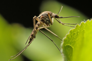 Mosquito resting on the grass.
