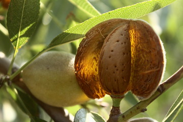 nut almonds blossomed