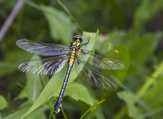 Dragonfly close-up on a blurred green background