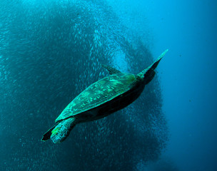 Sardine run and turtle.
