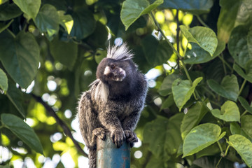 Small monkey popularly known as White-Tailed Sagittarius, Callithrix jacchus, in an area of Atlantic Forest in the neighborhood of Intrerlagos,  south of Sao Paulo
