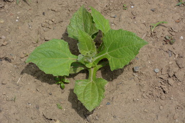 Amazing health vegetable / Yacon cultivation