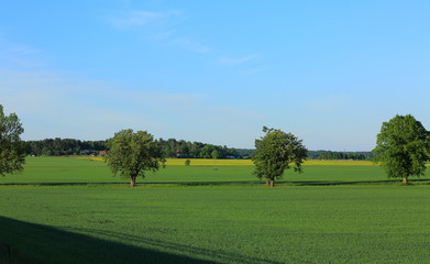 Fototapeta na wymiar Beautiful colorful natural landscape, Green field and trees on blue sky background. Uppsala, Sweden.