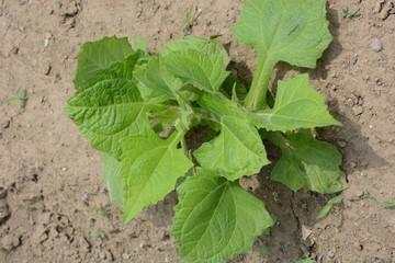 Amazing health vegetable / Yacon cultivation