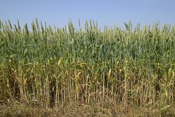 Spikelets of green wheat. Ripening wheat in the field.
