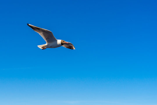 One river gull flies in clear blue sky with its wings outstretched and feel freedom