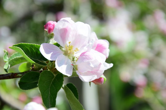 Blüte des Apfelbaumes, Blütezeit in Südtirol