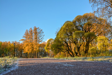Autumn in the old forest Park. Nevsky forest Park is located in the Leningrad region.