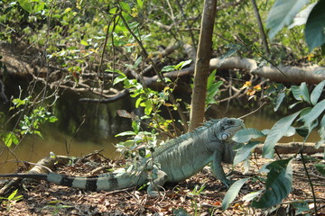 Iguana repousa no barranco do rio Abobral