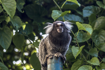 Small monkey popularly known as White-Tailed Sagittarius, Callithrix jacchus, in an area of Atlantic Forest in the neighborhood of Intrerlagos,  south of Sao Paulo