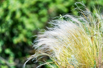 Obraz premium Silver feather grass swaying in wind in steppe