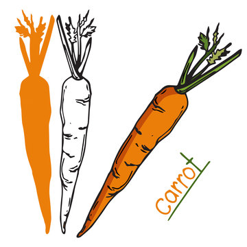 Vector image of carrot red and linear