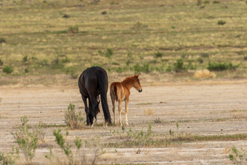 Wild Horse Mare and Foal