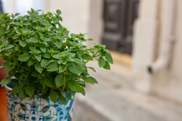 Fresh basil plant in a colorful pot on a wooden window sill