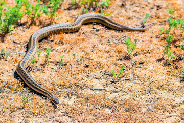 Steppe ratsnake or Elaphe dione on ground
