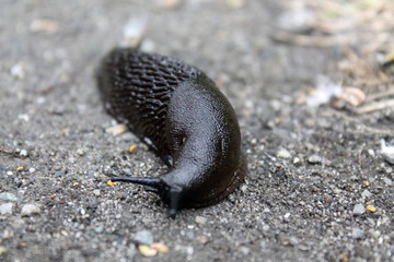 Slug