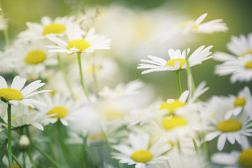 Artistic sunny blossom daisy flowers background. Selective focus used. - obrazy, fototapety, plakaty
