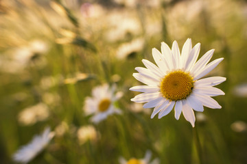 Obraz premium chamomile in the meadow sunny colorful floral background