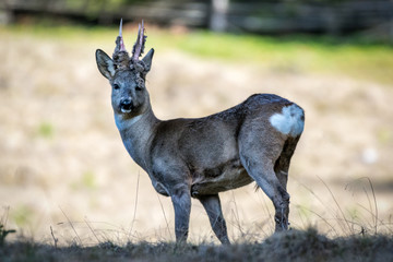 Roe deer with new antlers