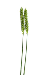 green ears of wheat isolated