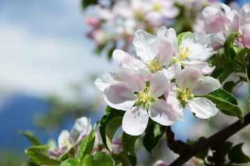 Apfelblüte, Blütezeit in Südtirol