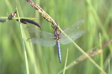 Blaupfeil am Grashalm