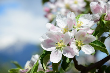 Obraz na płótnie Canvas Blüten des Apfelbaumes, Blütezeit in Südtirol