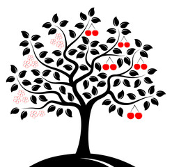 Fototapeta premium cherry tree in two seasons