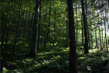 Wald in der Abendsonne