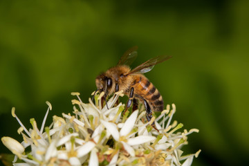 Bee is collecting nectar of a white flower