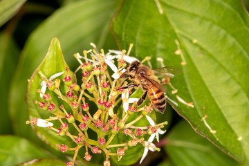Bee full of pollen collecting nectar