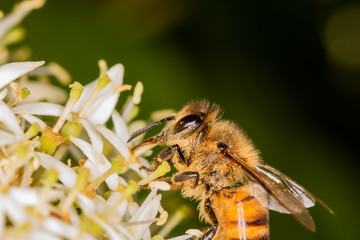 Extreme close-up - bee full of pollen collecting nectar