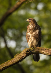 buzzard