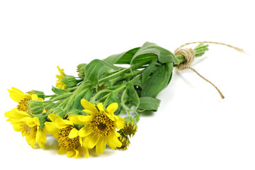 bunch of arnica montana isolated on white background
